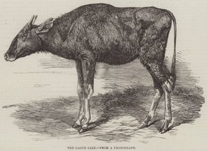Gaour-kalven